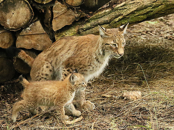 Pard animalier de Ste Croix