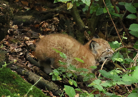 Pard animalier de Ste Croix