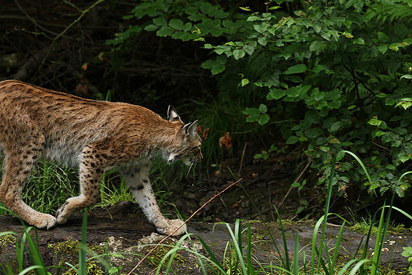 Pard animalier de Ste Croix