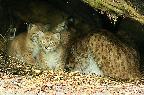 Pard animalier de Ste Croix