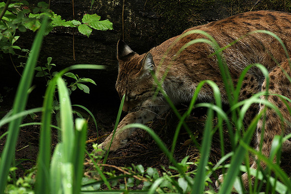 Pard animalier de Ste Croix