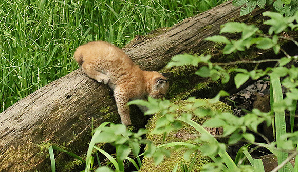 Pard animalier de Ste Croix