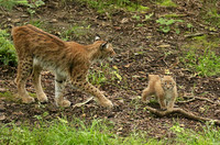 Pard animalier de Ste Croix