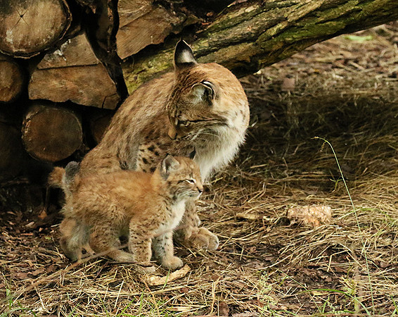 Pard animalier de Ste Croix