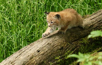Pard animalier de Ste Croix