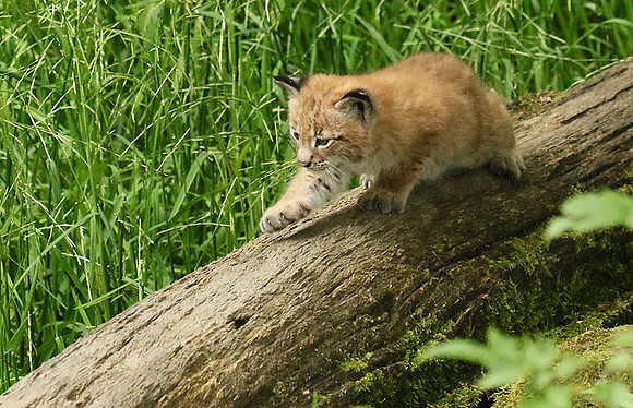 Pard animalier de Ste Croix