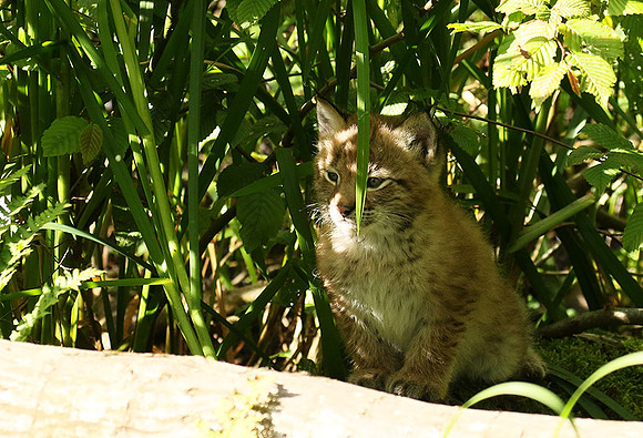 Pard animalier de Ste Croix