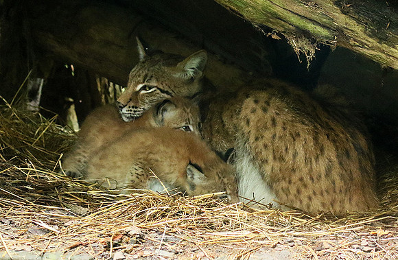Pard animalier de Ste Croix