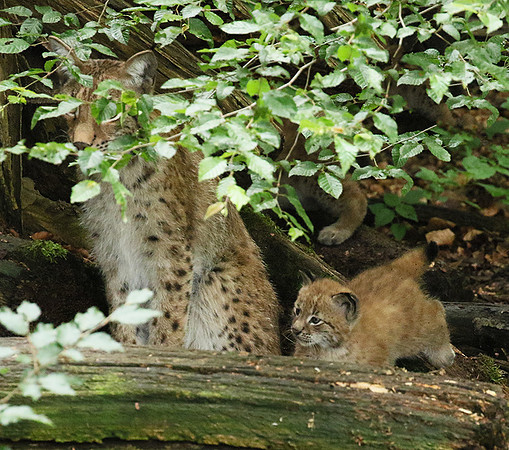 Pard animalier de Ste Croix