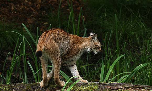 Pard animalier de Ste Croix