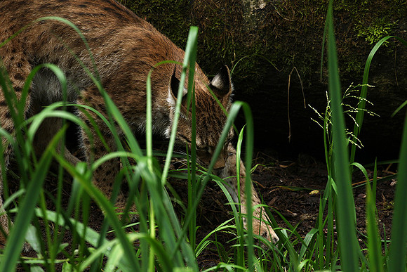 Pard animalier de Ste Croix
