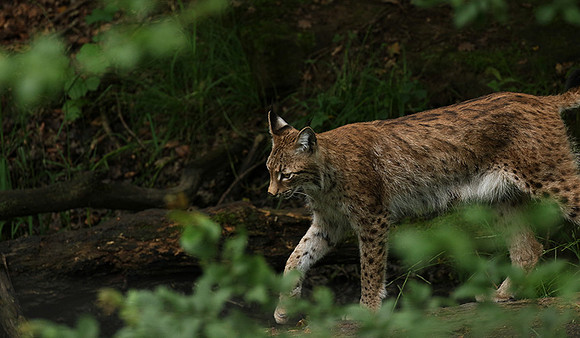 Pard animalier de Ste Croix