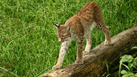Pard animalier de Ste Croix