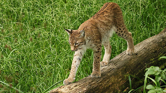 Pard animalier de Ste Croix