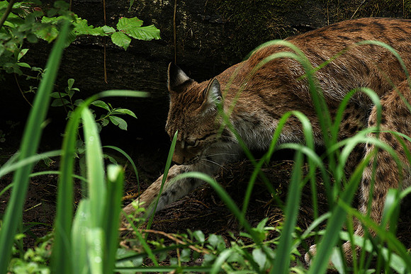 Pard animalier de Ste Croix