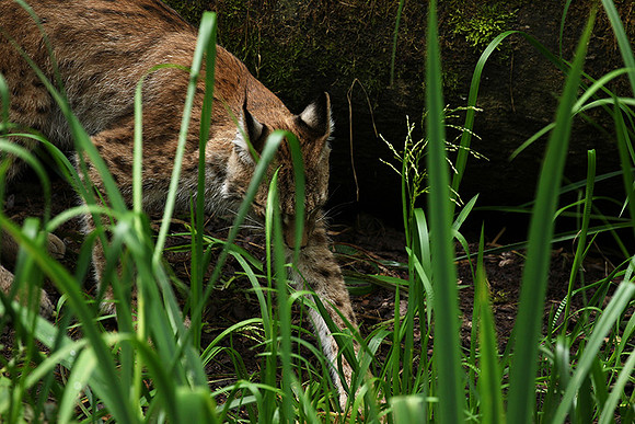 Pard animalier de Ste Croix