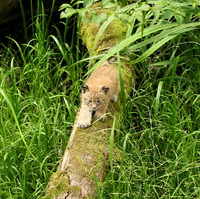 Pard animalier de Ste Croix