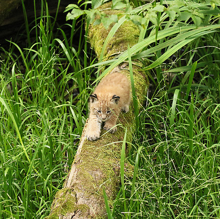 Pard animalier de Ste Croix