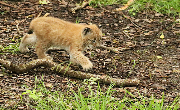 Pard animalier de Ste Croix
