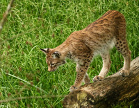 Pard animalier de Ste Croix