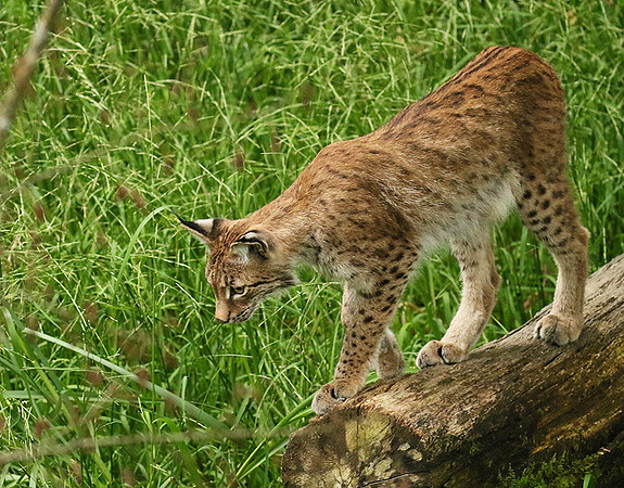 Pard animalier de Ste Croix