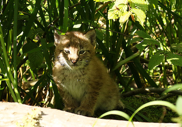 Pard animalier de Ste Croix