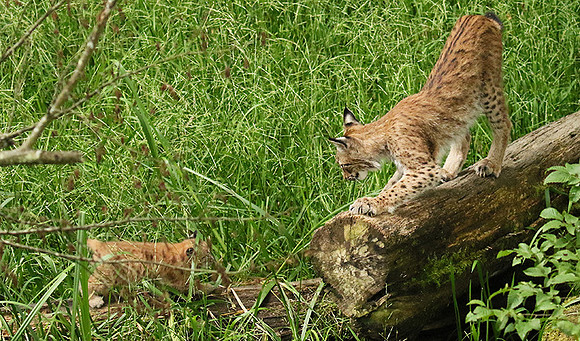 Pard animalier de Ste Croix