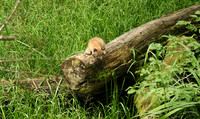 Pard animalier de Ste Croix
