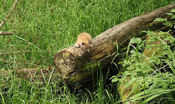 Pard animalier de Ste Croix