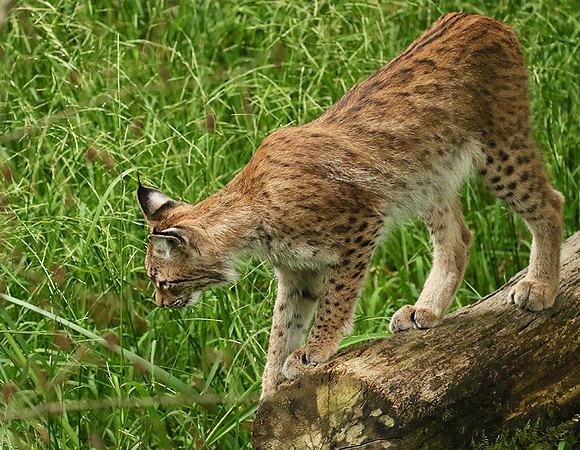 Pard animalier de Ste Croix