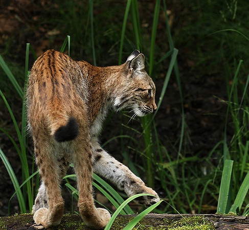 Pard animalier de Ste Croix