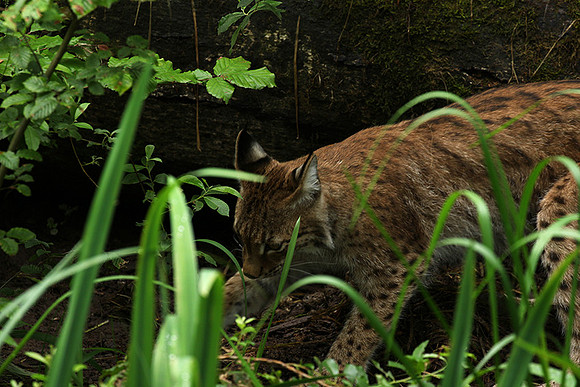 Pard animalier de Ste Croix