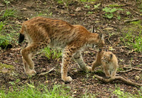 Pard animalier de Ste Croix