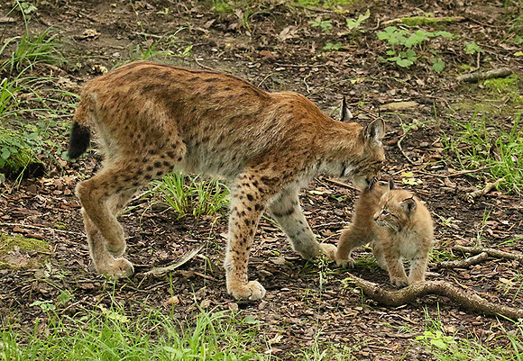 Pard animalier de Ste Croix