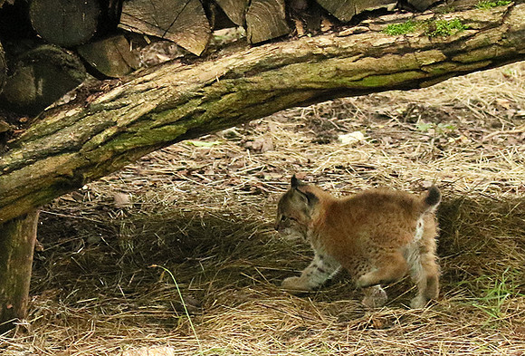 Pard animalier de Ste Croix