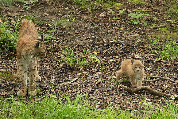 Pard animalier de Ste Croix