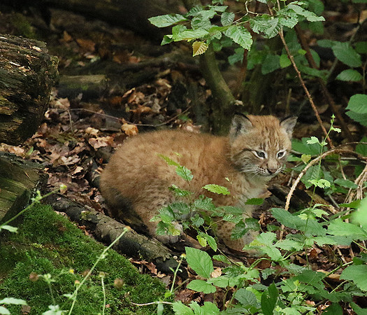 Pard animalier de Ste Croix