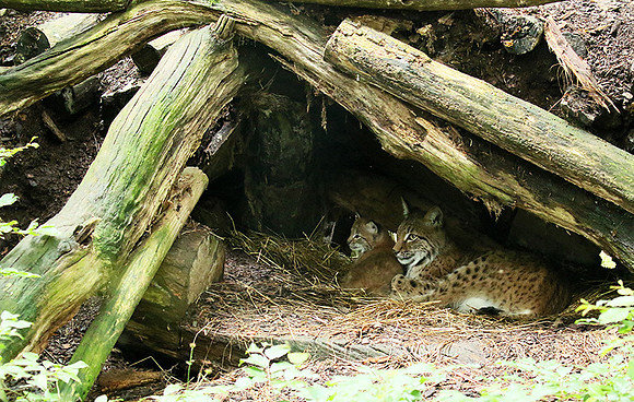 Pard animalier de Ste Croix