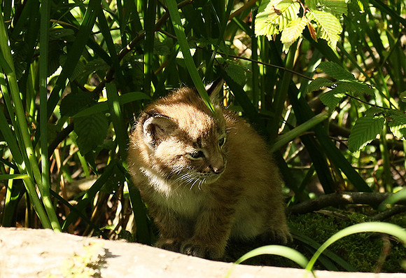 Pard animalier de Ste Croix