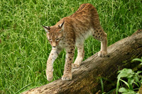 Pard animalier de Ste Croix