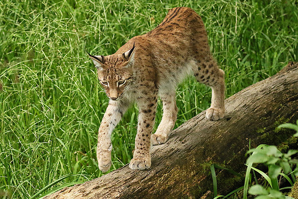 Pard animalier de Ste Croix
