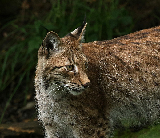 Pard animalier de Ste Croix