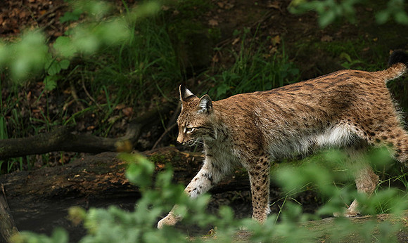 Pard animalier de Ste Croix
