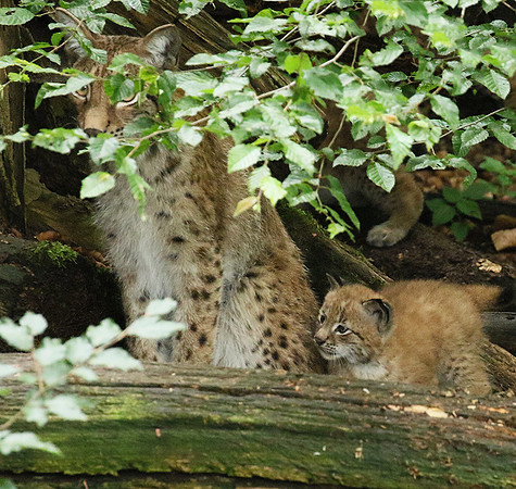 Pard animalier de Ste Croix