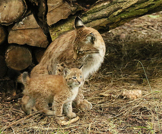 Pard animalier de Ste Croix