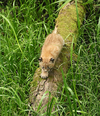 Pard animalier de Ste Croix