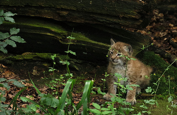 Pard animalier de Ste Croix