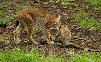 Pard animalier de Ste Croix