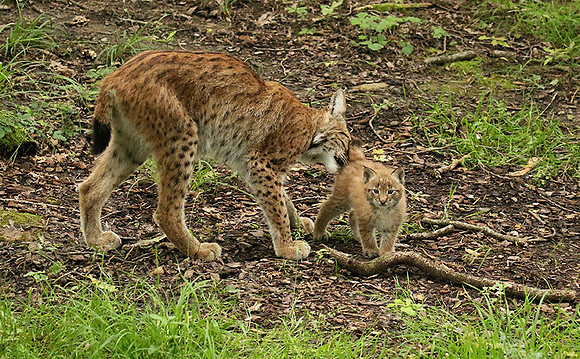 Pard animalier de Ste Croix