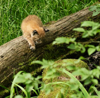 Pard animalier de Ste Croix